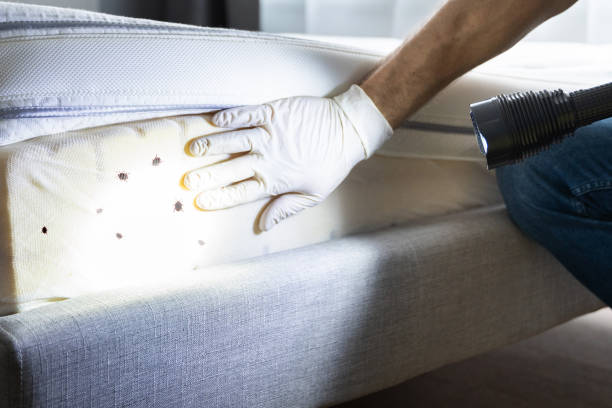 Best Wasp Removal Services  in Fivepointville, PA